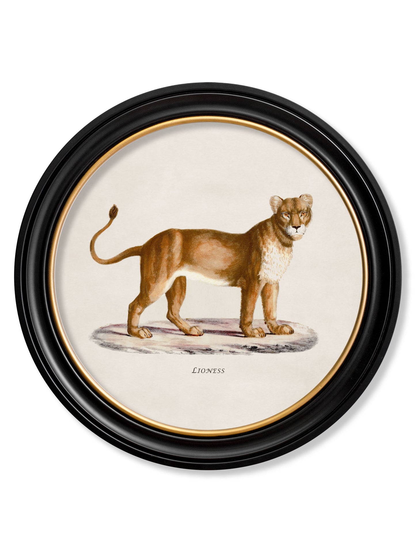 c 1800s lion lioness round frames in size 70 x 70cm - glass-fronted framed wall art print with solid wood frame, perfect for statement wall decor