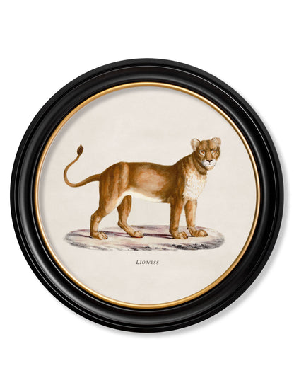 c 1800s lion lioness round frames in size 70 x 70cm - glass-fronted framed wall art print with solid wood frame, perfect for statement wall decor