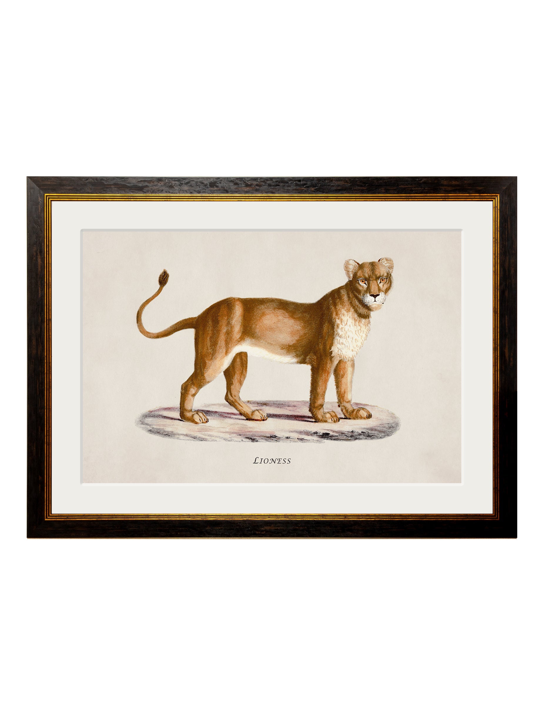 c 1800s lion and lioness in size 50 x 70cm - glass-fronted framed wall art print with solid wood frame, ideal for modern interiors