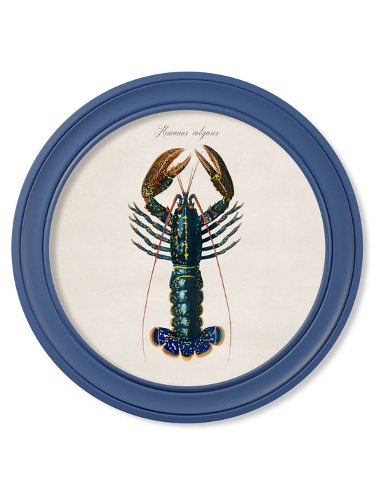 c.1876 Marine Lobster in Round Frames Blue in size 44 x 44cm - glass-fronted framed wall art print with solid wood frame, ideal for contemporary home styling