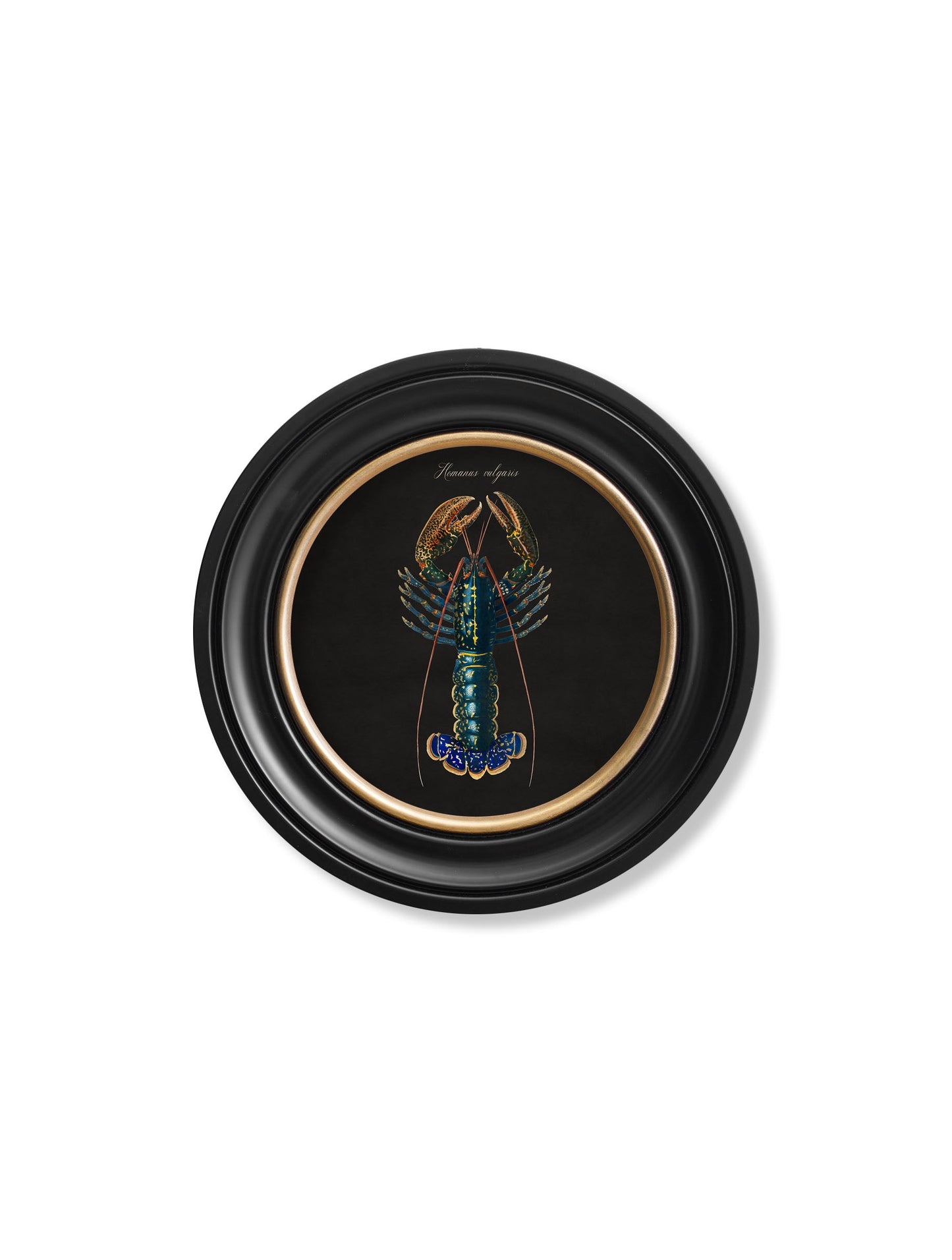 c 1876 marine animals in round frames black in size 44 x 44cm - glass-fronted framed wall art print with solid wood frame, luxury wall art for sophisticated spaces