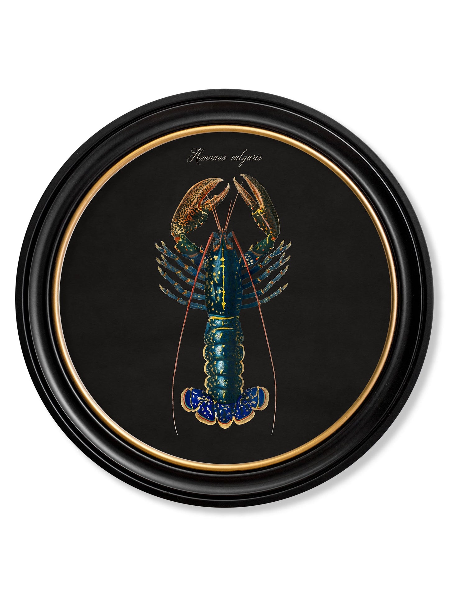 c 1876 marine animals in round frames black in size 44 x 44cm - glass-fronted framed wall art print with solid wood frame, adds elegance to your decor