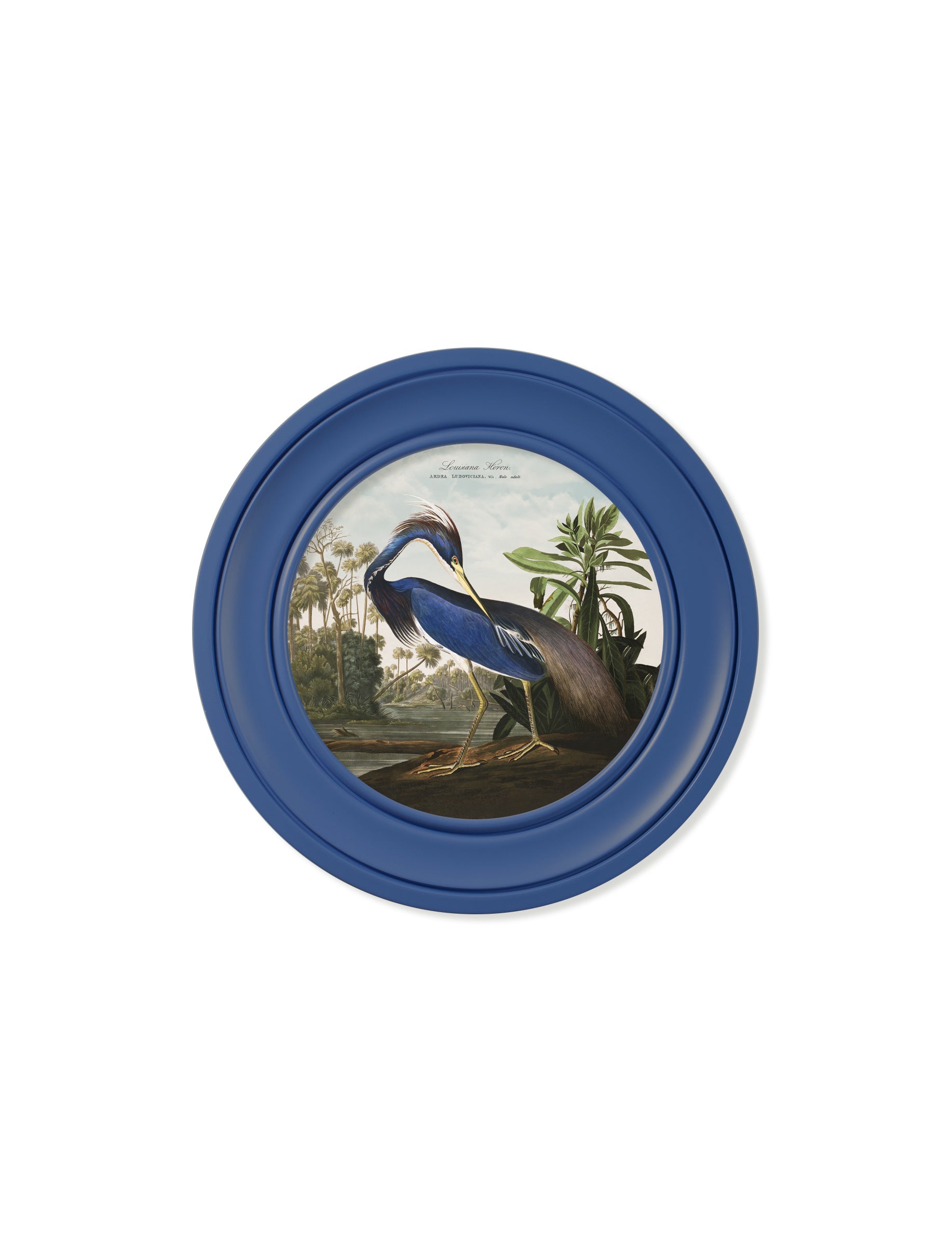 c 1838 audubons louisana heron in blue frame in size 96 x 96cm - glass-fronted framed wall art print with solid wood frame, ideal for contemporary home styling