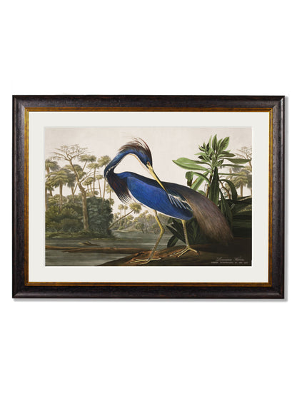 c 1838 audubons herons in size 38 x 50cm - glass-fronted framed wall art print with solid wood frame, adds elegance to your decor