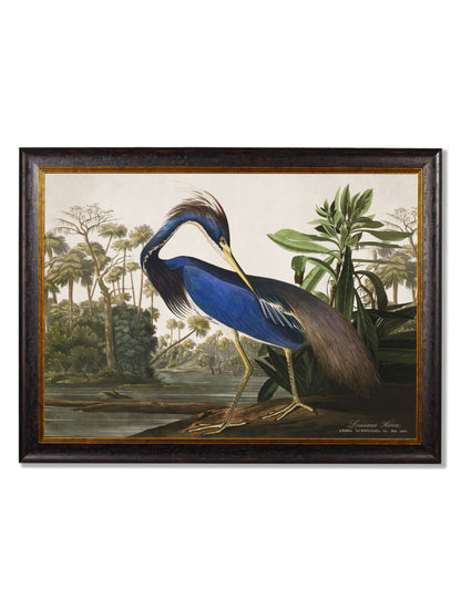 c 1838 audubons herons in size 50 x 70cm - glass-fronted framed wall art print with solid wood frame, ideal for contemporary home styling