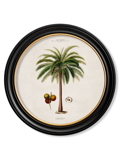 c 1843 studies of south american palm trees in round frames in size 70 x 70cm - glass-fronted framed wall art print with solid wood frame, ideal for modern interiors