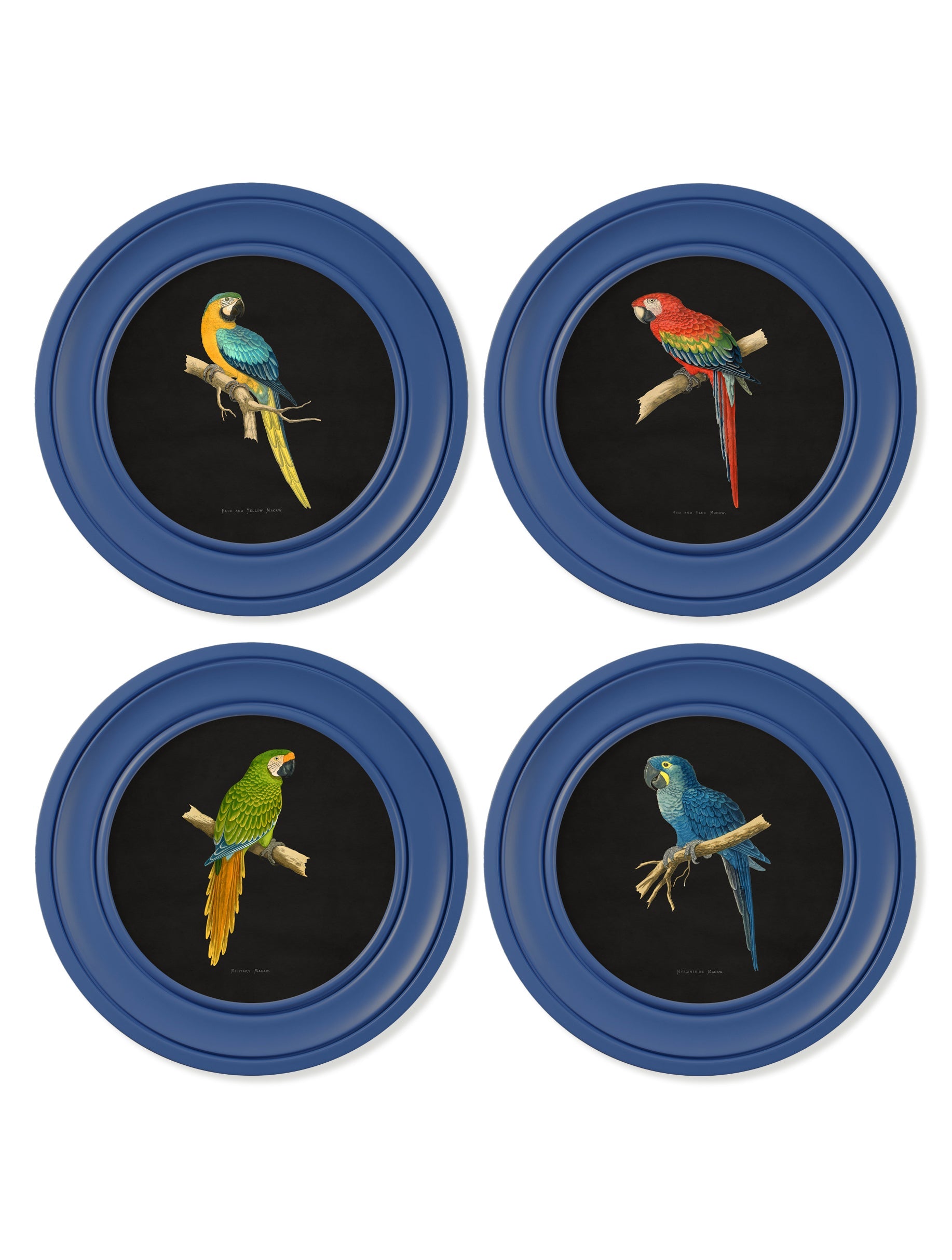 c 1884 collection of macaws in round frames blue in size 44 x 44cm - glass-fronted framed wall art print with solid wood frame, adds elegance to your decor