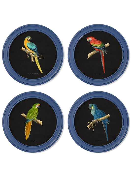 C.1884 Collection of Macaws in Round Frames Blue in size 44 x 44cm - glass-fronted framed wall art print with solid wood frame, adds elegance to your decor