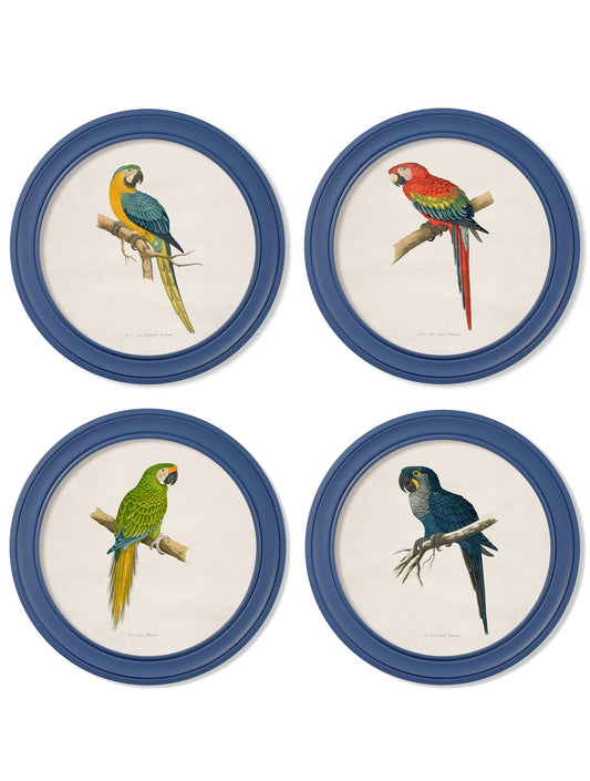C.1884 Collection of Macaws in Round Frames Blue in size 44 x 44cm - glass-fronted framed wall art print with solid wood frame, perfect for statement wall decor