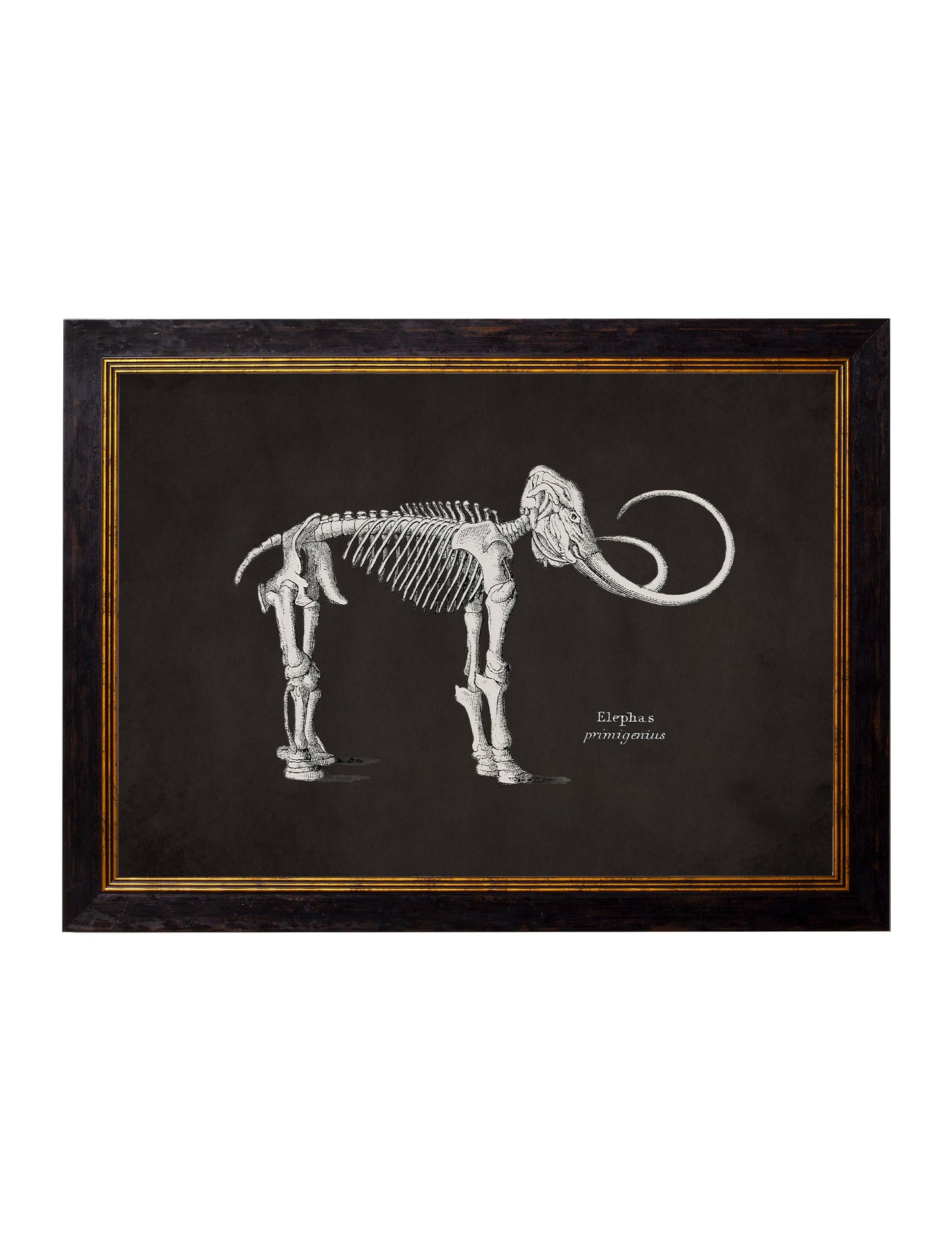 c 1870 anatomical skeletons dark in size 38 x 50cm - glass-fronted framed wall art print with solid wood frame, adds elegance to your decor