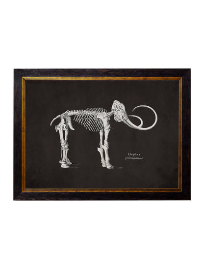c 1870 anatomical skeletons dark in size 38 x 50cm - glass-fronted framed wall art print with solid wood frame, adds elegance to your decor