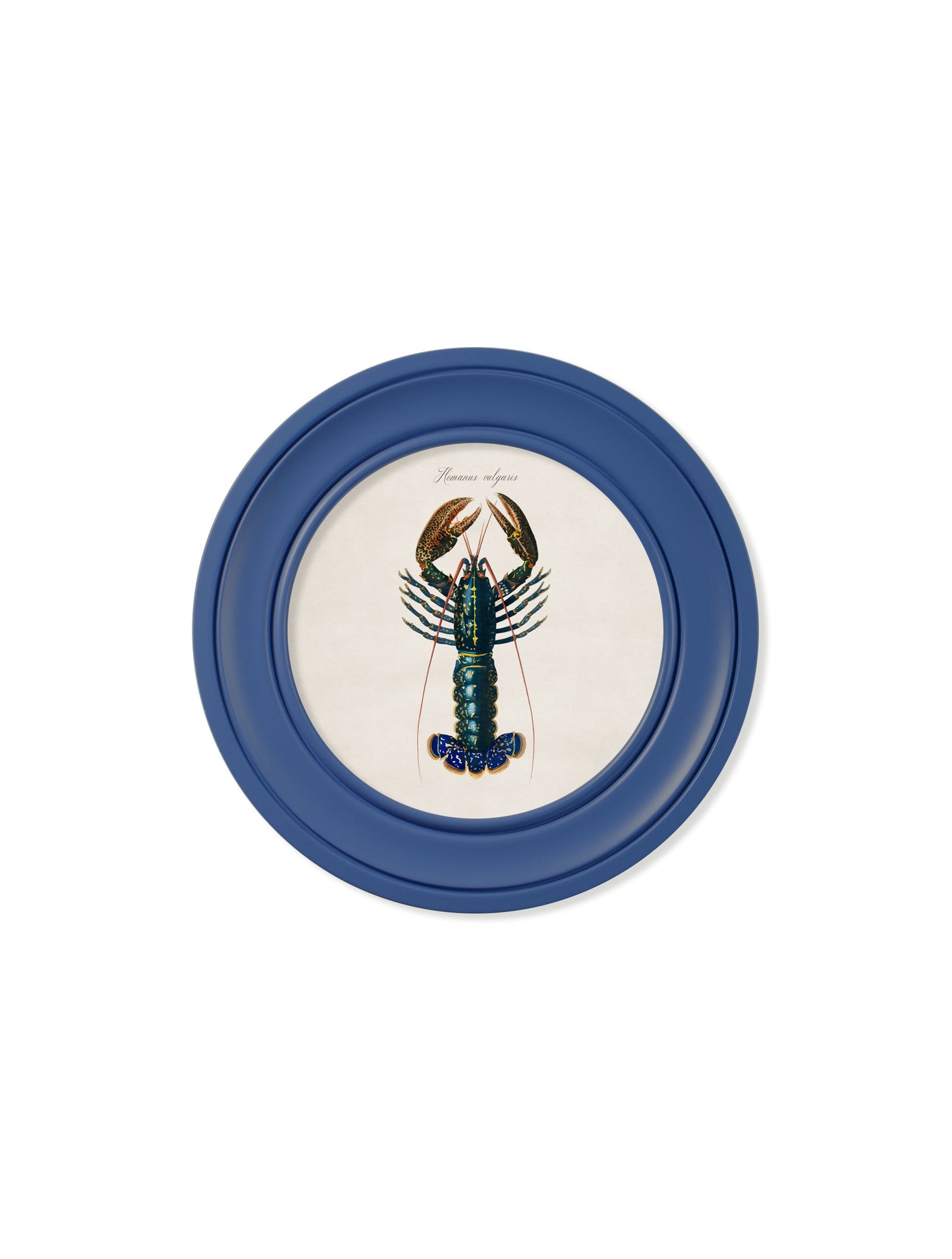 c 1876 marine lobster in round frames in size 70 x 70cm - glass-fronted framed wall art print with solid wood frame, perfect for statement wall decor