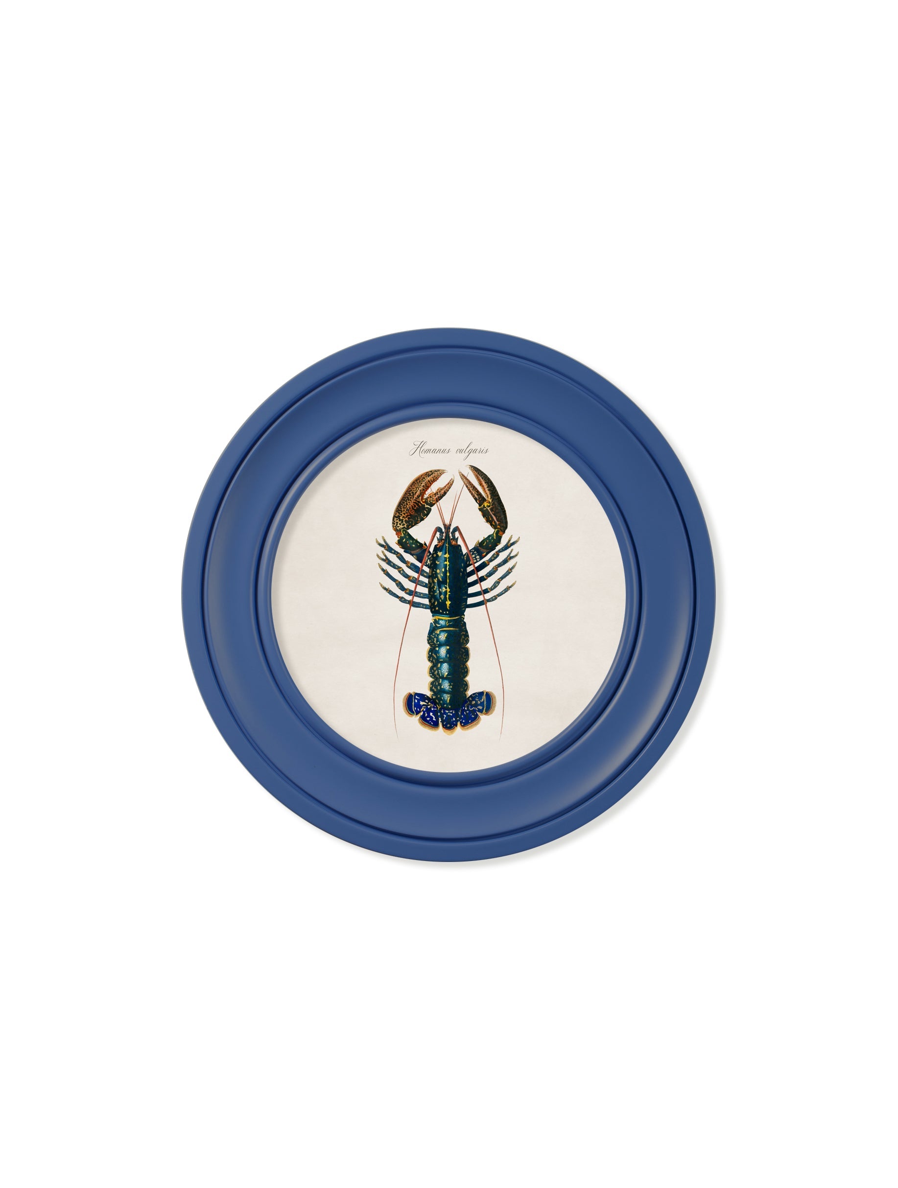 c 1876 marine lobster in round frames in size 70 x 70cm - glass-fronted framed wall art print with solid wood frame, perfect for statement wall decor