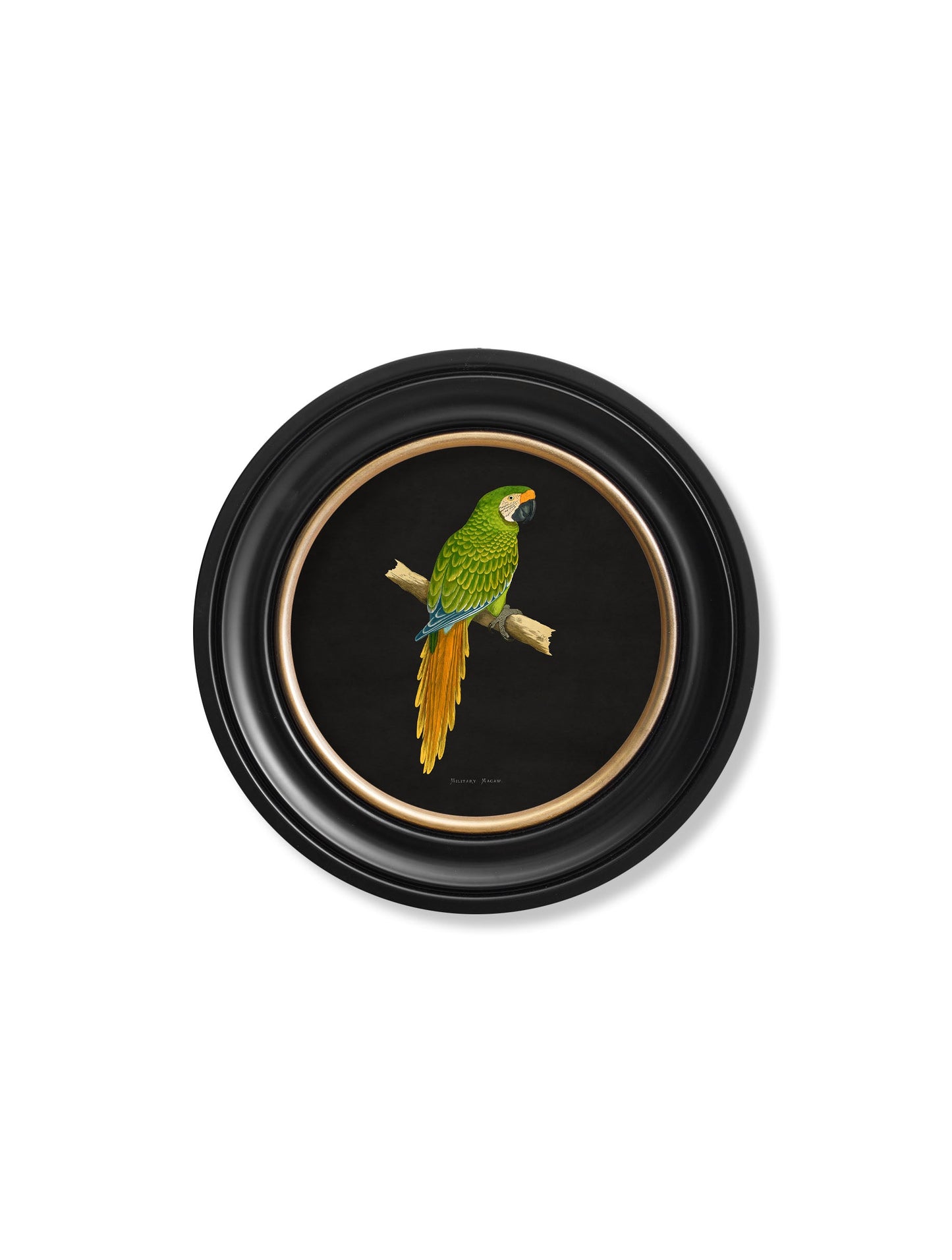 c 1884 collection of macaws in round frames black in size 70 x 70cm - glass-fronted framed wall art print with solid wood frame, perfect for statement wall decor