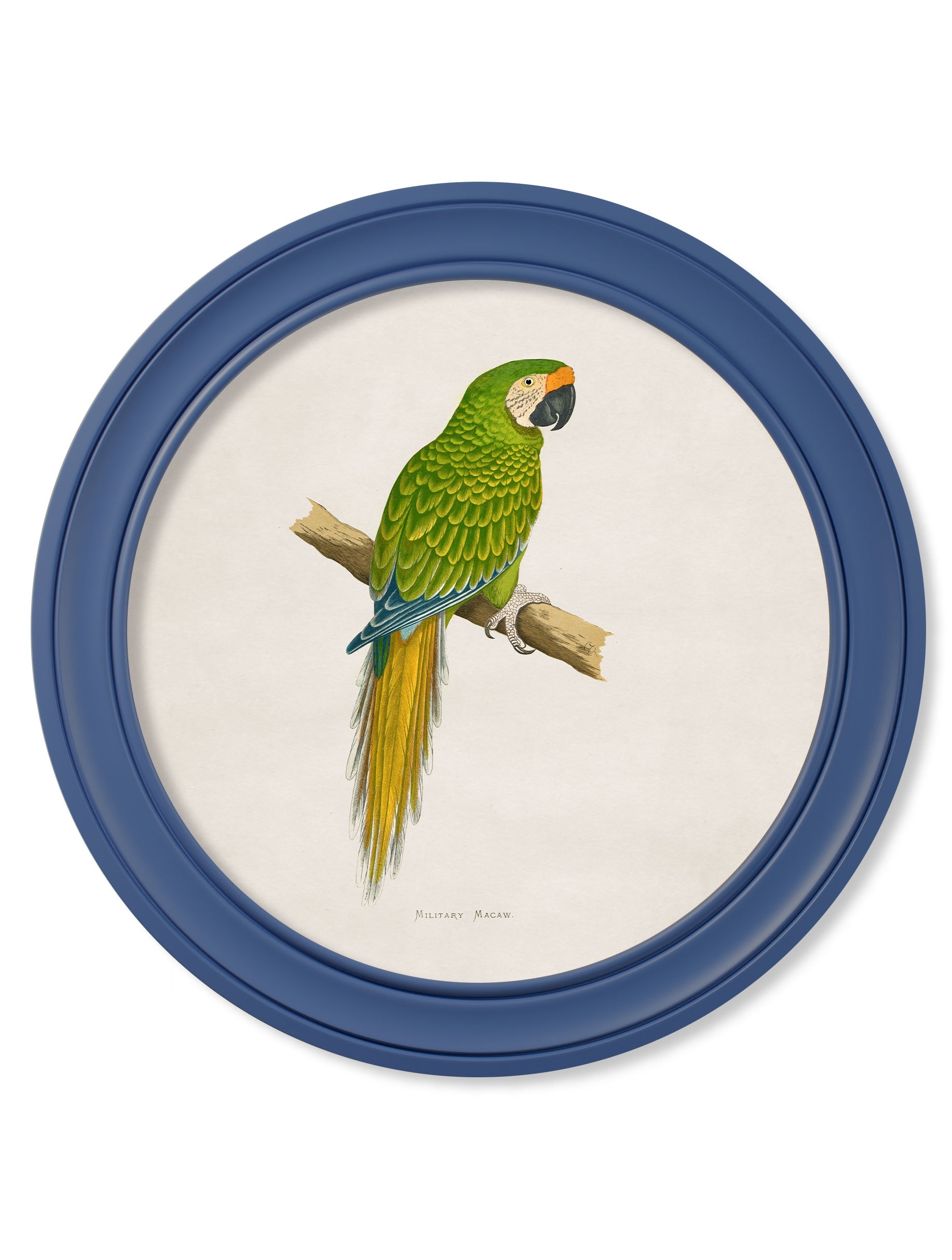 c 1884 collection of macaws in round frames red in size 70 x 70cm - glass-fronted framed wall art print with solid wood frame, perfect for luxury home decor