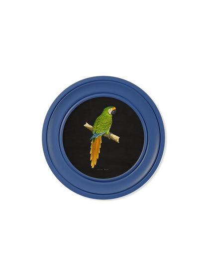 c 1884 collection of macaws in round frames blue in size 44 x 44cm - glass-fronted framed wall art print with solid wood frame, ideal for modern interiors