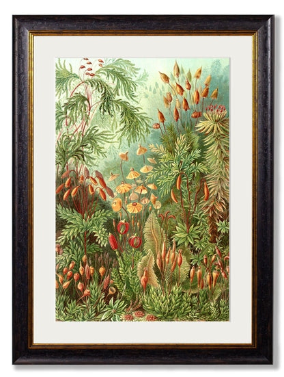 c 1904 haeckel flora in size 50 x 70cm - glass-fronted framed wall art print with solid wood frame, perfect for luxury home decor