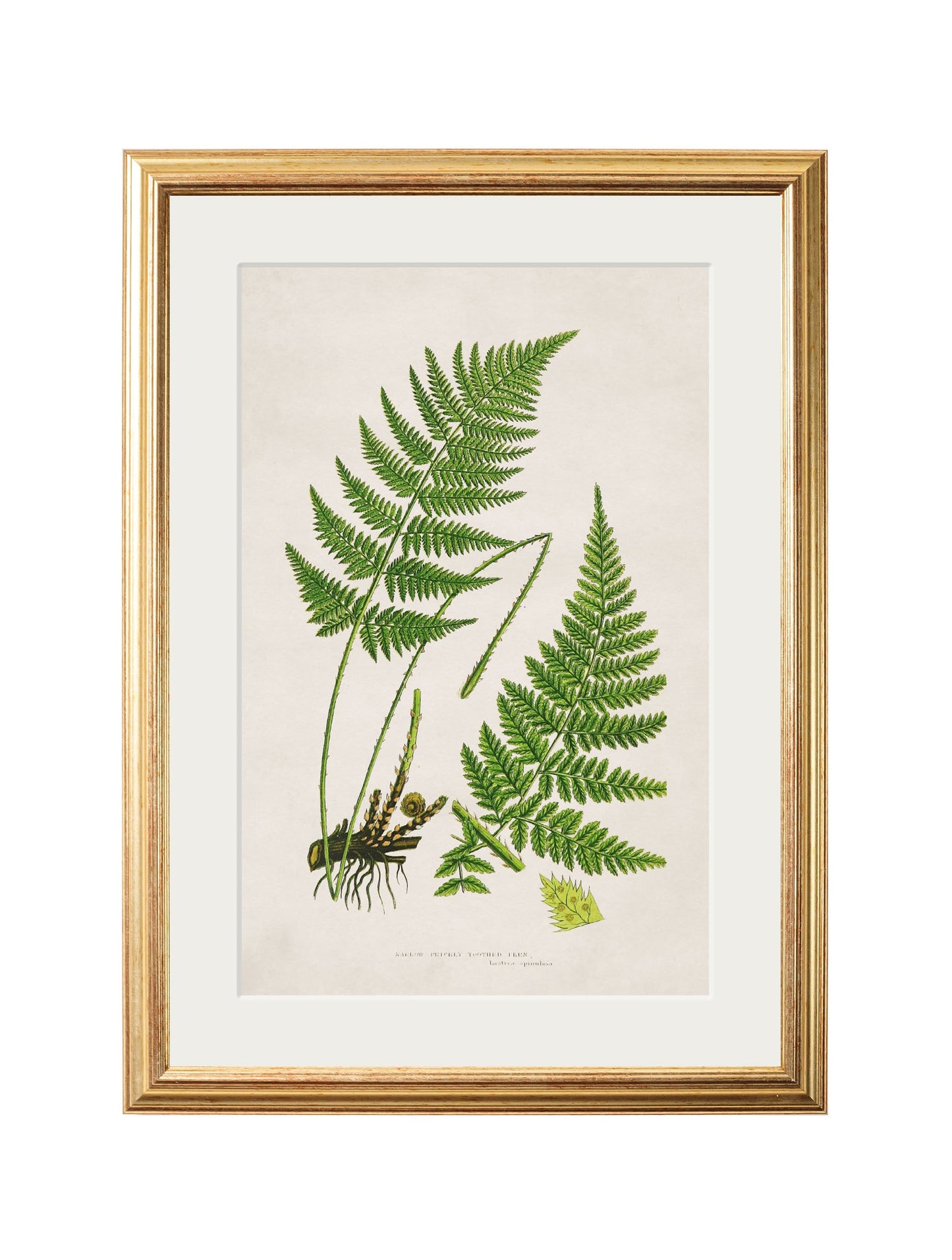 collection of 6 ferns in size 38 x 50cm - glass-fronted framed wall art print with solid wood frame, perfect for statement wall decor