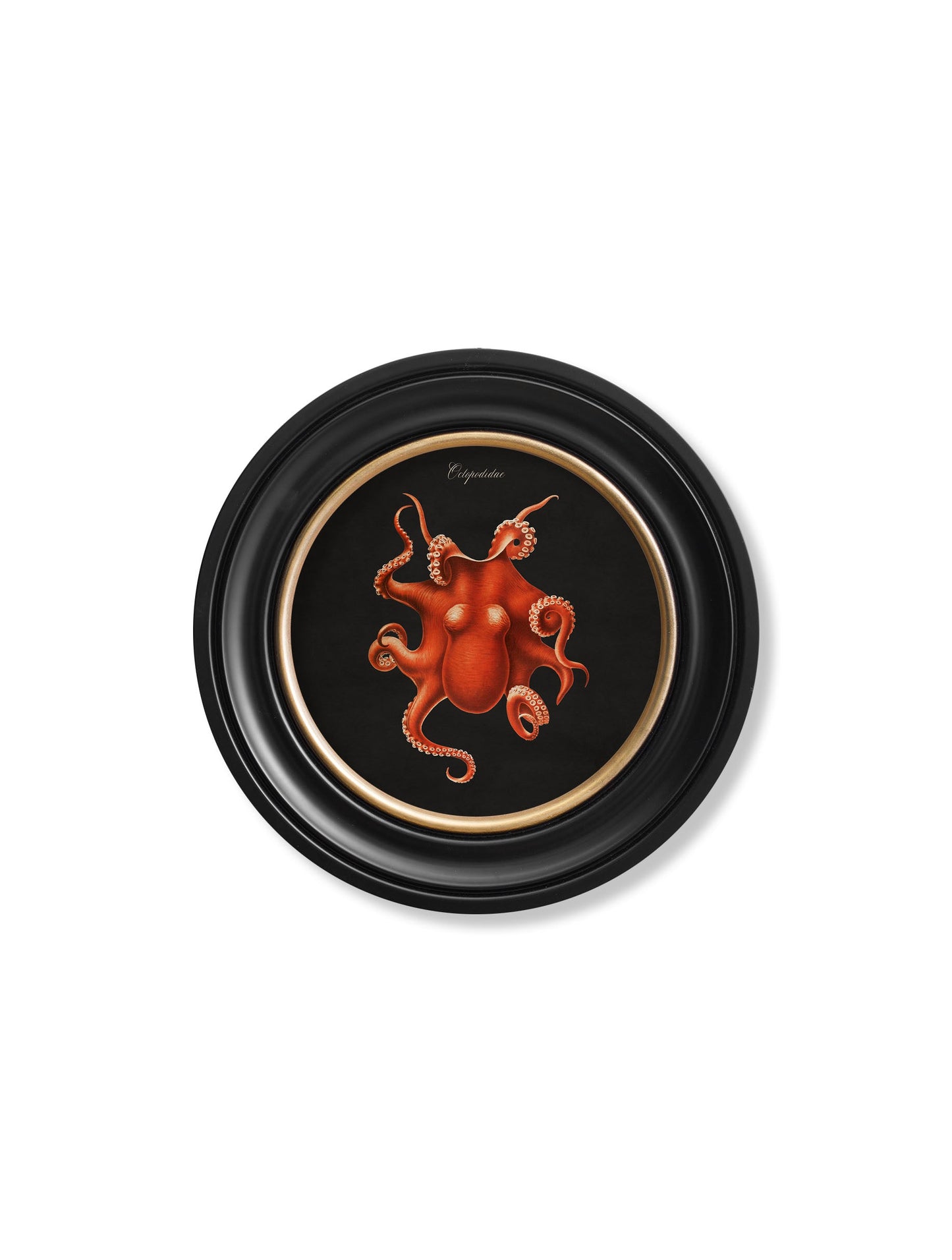 c 1876 marine animals in round frames black in size 44 x 44cm - glass-fronted framed wall art print with solid wood frame, a beautiful addition to stylish homes