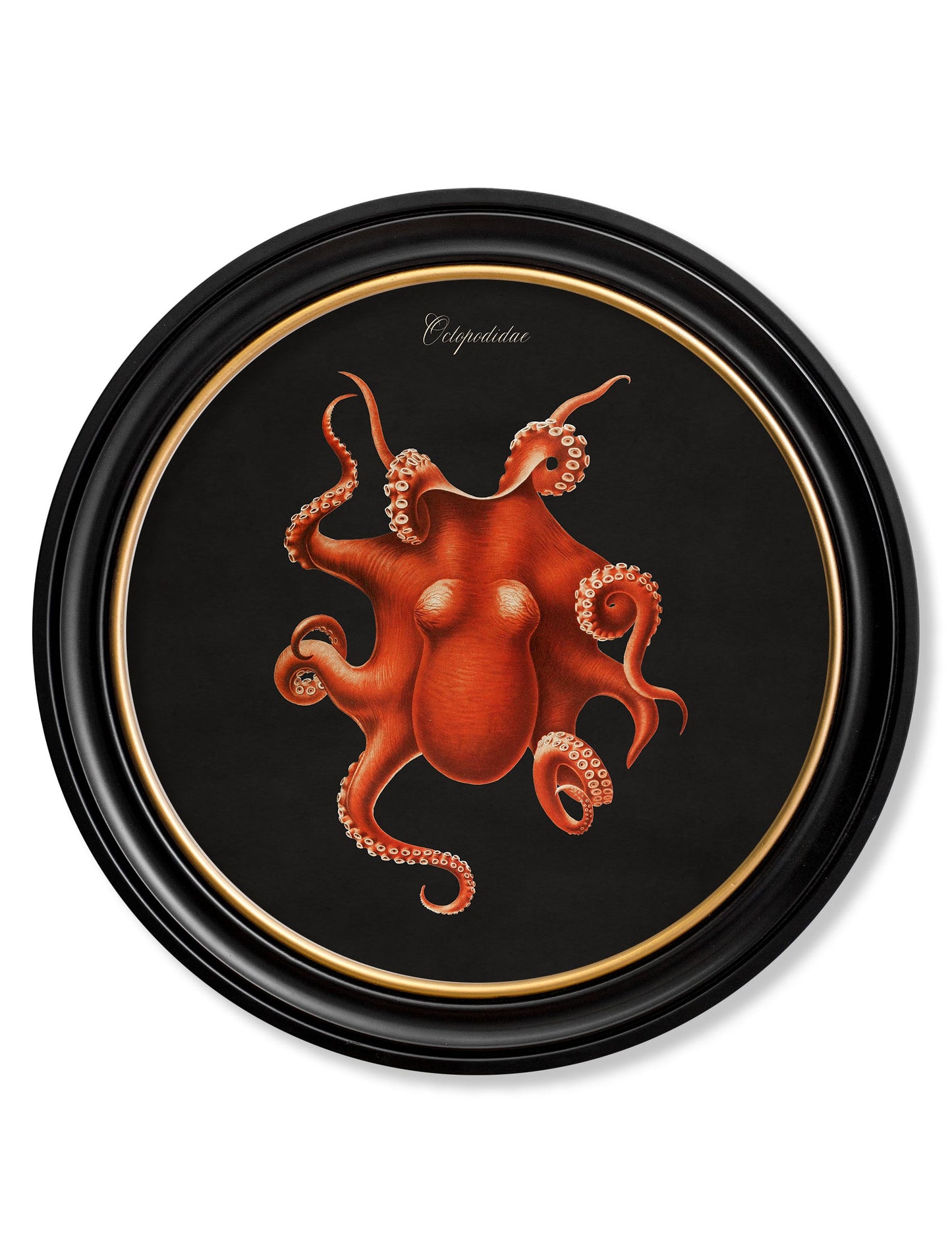 c 1876 marine animals in round frames black in size 70 x 70cm - glass-fronted framed wall art print with solid wood frame, perfect for statement wall decor