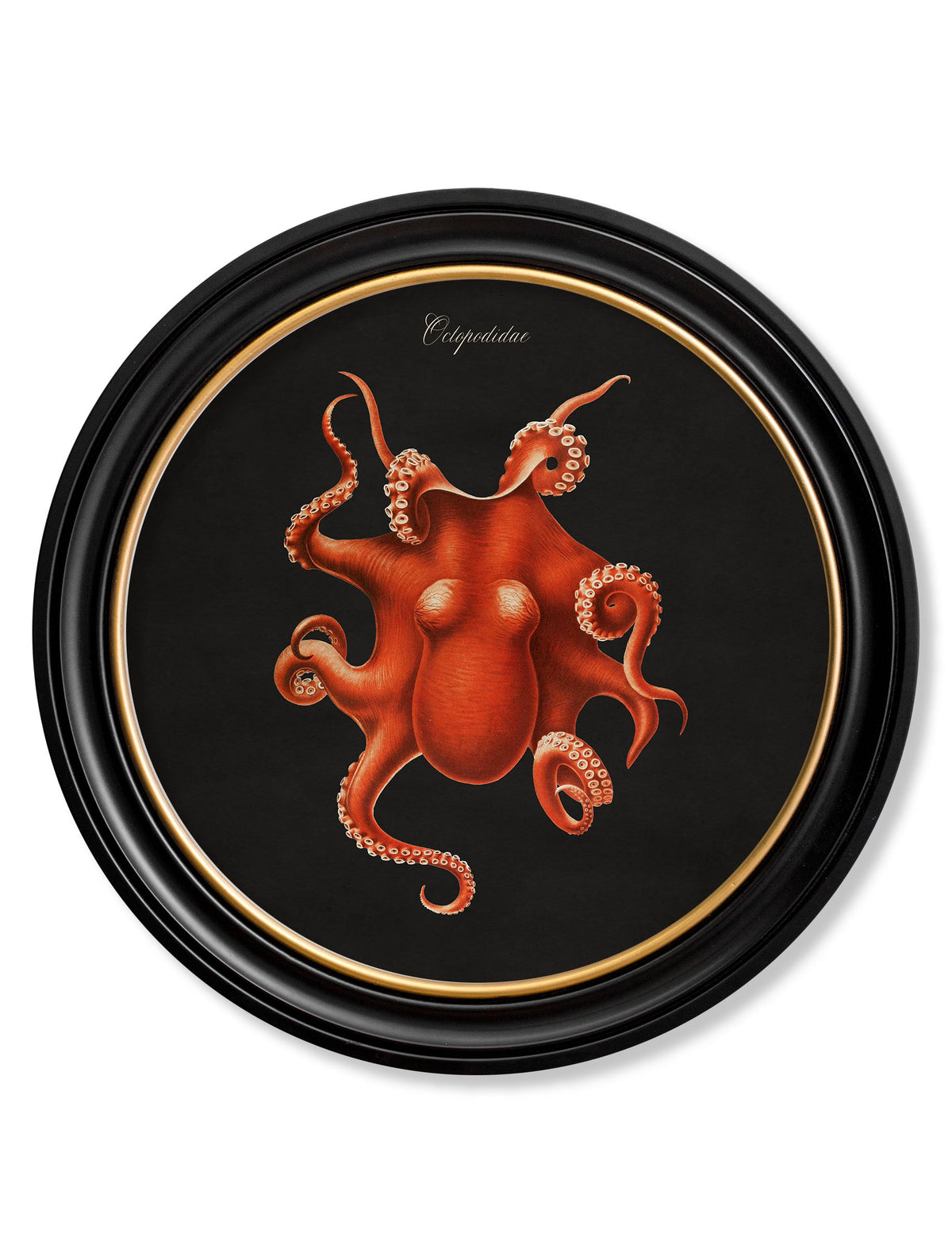c 1876 marine animals in round frames black in size 70 x 70cm - glass-fronted framed wall art print with solid wood frame, perfect for statement wall decor