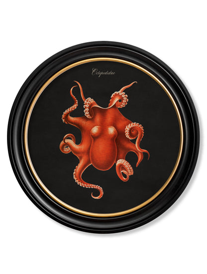 c 1876 marine animals in round frames black in size 70 x 70cm - glass-fronted framed wall art print with solid wood frame, perfect for statement wall decor