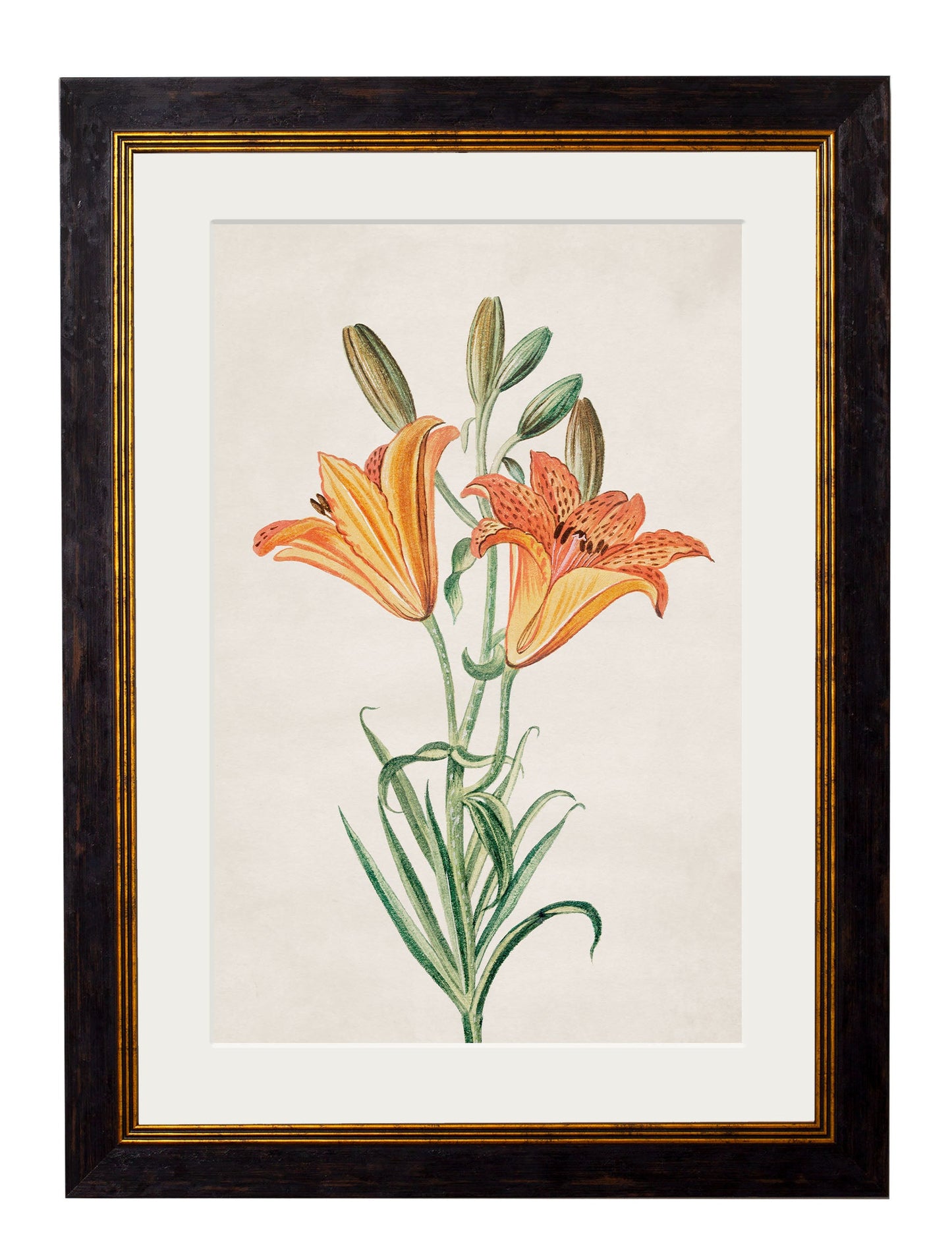 c 1780 flowering plants in size 38 x 50cm - glass-fronted framed wall art print with solid wood frame, a beautiful addition to stylish homes