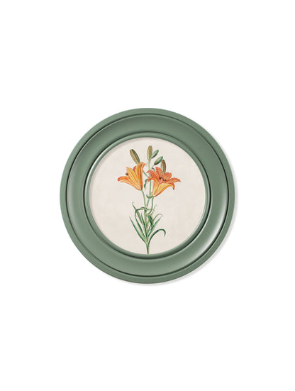 c 1780 flowering plants round frame green in size 44 x 44cm - glass-fronted framed wall art print with solid wood frame, adds elegance to your decor