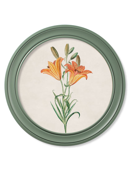 c 1780 flowering plants round frame green in size 70 x 70cm - glass-fronted framed wall art print with solid wood frame, a beautiful addition to stylish homes