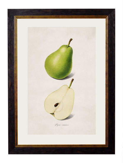 c 1886 study of peaches in size 38 x 50cm - glass-fronted framed wall art print with solid wood frame, designed for high-end interior design
