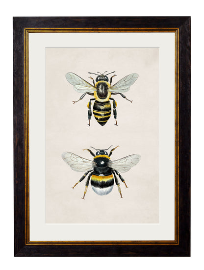Honey and Bumble Bee in size 38 x 50cm - glass-fronted framed wall art print with solid wood frame, adds elegance to your decor