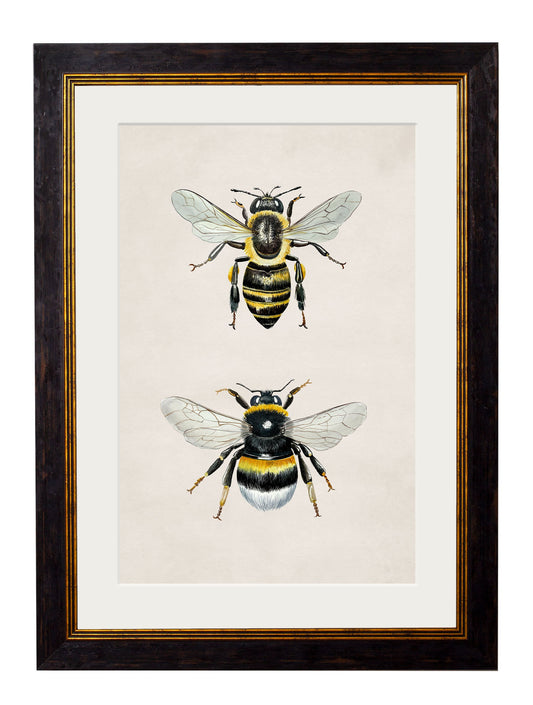 Honey and Bumble Bee in size 38 x 50cm - glass-fronted framed wall art print with solid wood frame, adds elegance to your decor