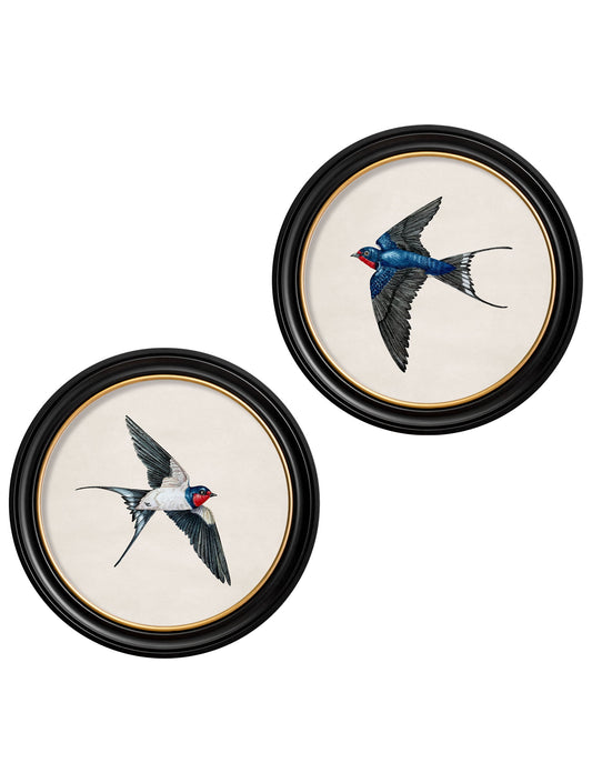 c.1875 Swallows in Round Frames in size 44 x 44cm - glass-fronted framed wall art print with solid wood frame, perfect for statement wall decor