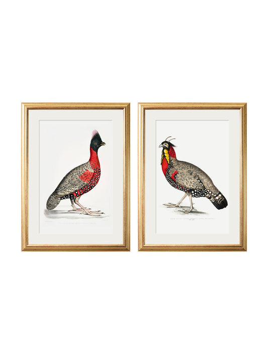 c.1800's Black Headed Pheasants in size 38 x 50cm - glass-fronted framed wall art print with solid wood frame, a beautiful addition to stylish homes