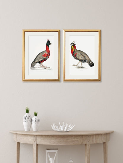 c 1800s black headed pheasants in size 38 x 50cm - glass-fronted framed wall art print with solid wood frame, adds elegance to your decor