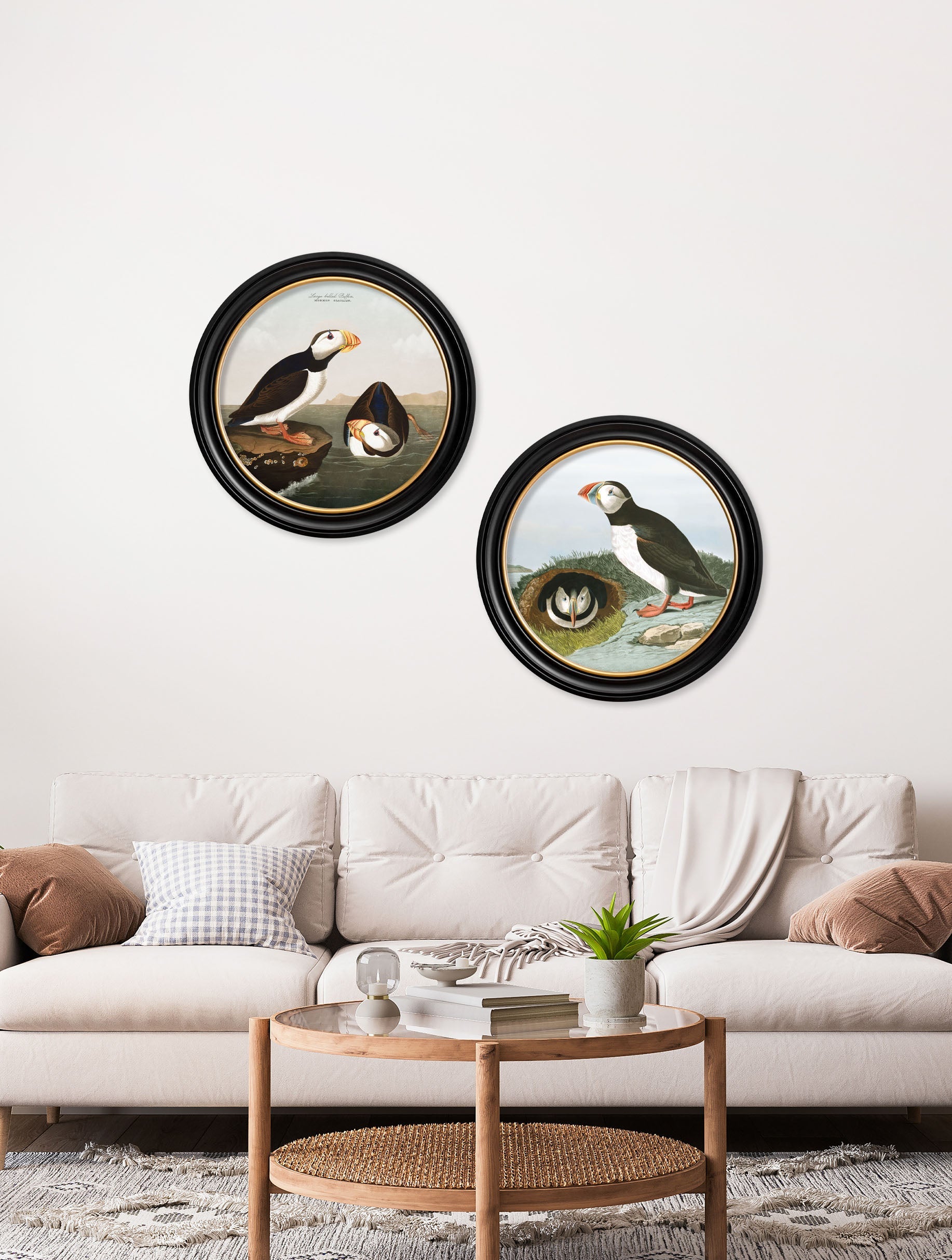 c 1838 audubons puffin round frame in size 44 x 44 cm - glass-fronted framed wall art print with solid wood frame, luxury wall art for sophisticated spaces