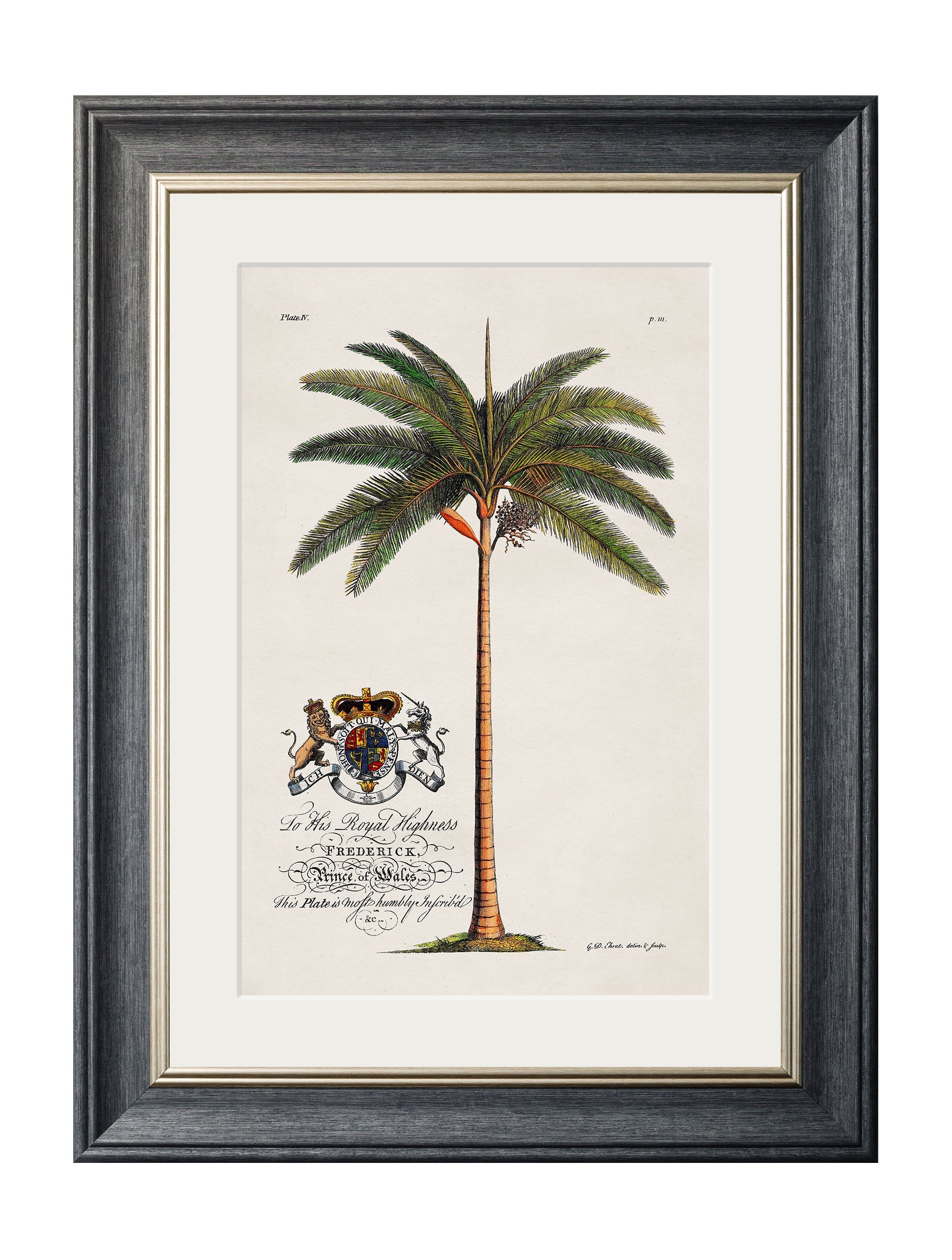 studies of palms in size 38 x 50cm - glass-fronted framed wall art print with solid wood frame, ideal for modern interiors