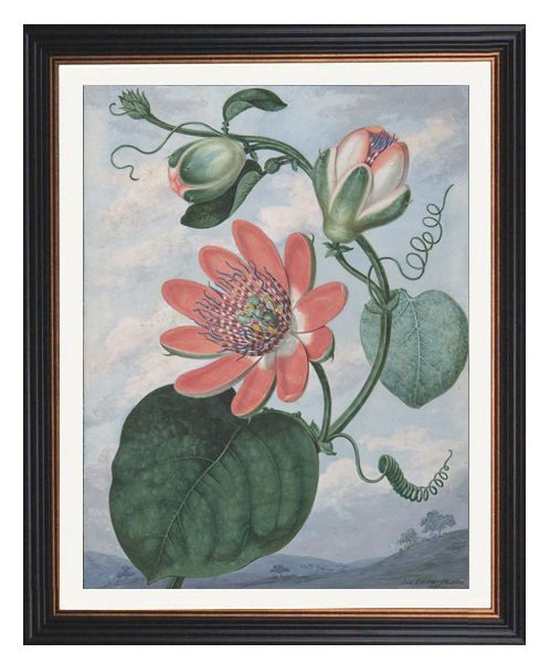 Passion Flower Print - Sydenham Teak Edwards Framed Print in size 35 x 50cm - glass-fronted framed wall art print with solid wood frame, luxury wall art for sophisticated spaces