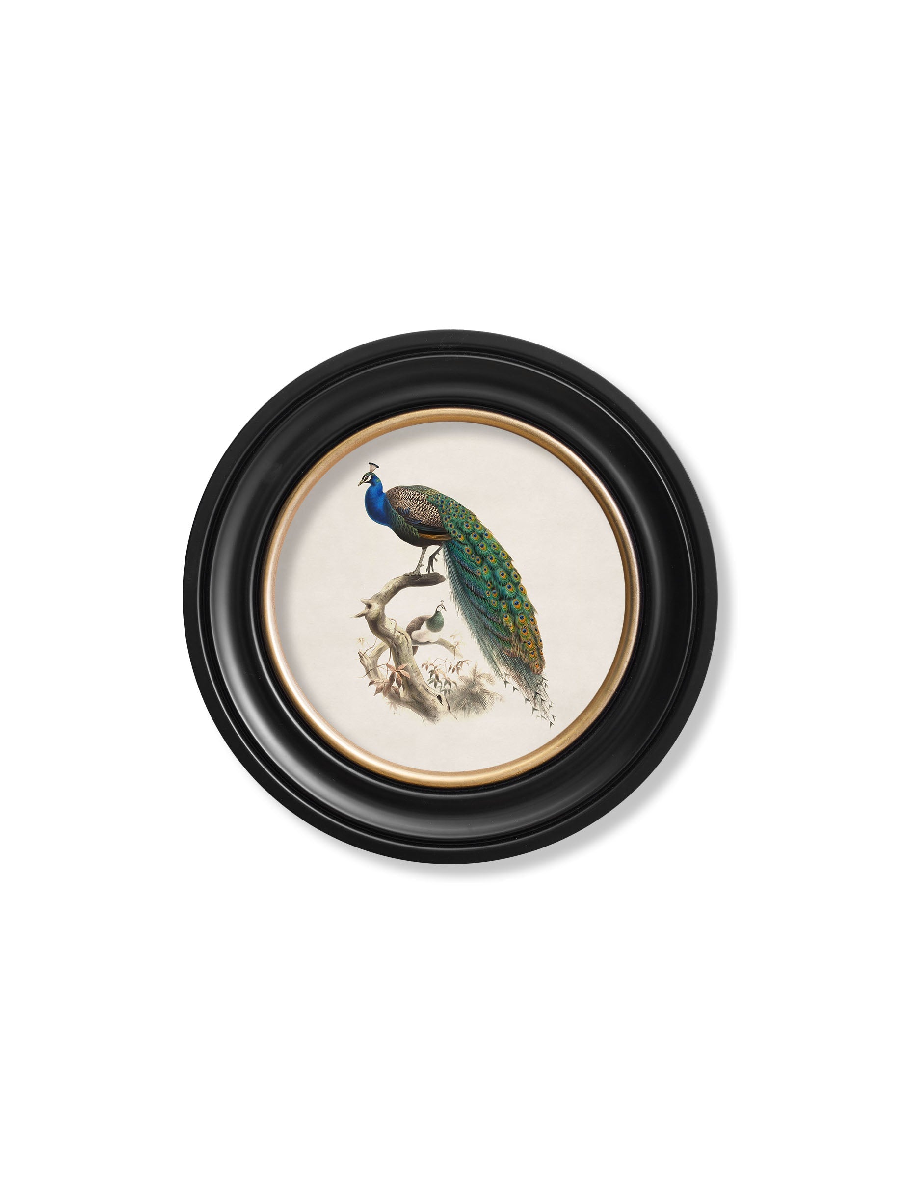 c 1800s peacock in round frame in size 96 x 96cm - glass-fronted framed wall art print with solid wood frame, designed for high-end interior design