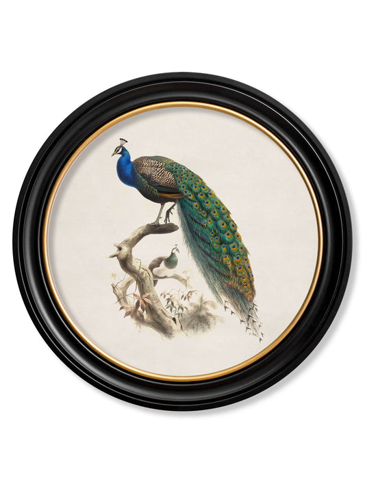 c.1800s Peacock in Round Frame in size 44 x 44 cm - glass-fronted framed wall art print with solid wood frame, perfect for luxury home decor