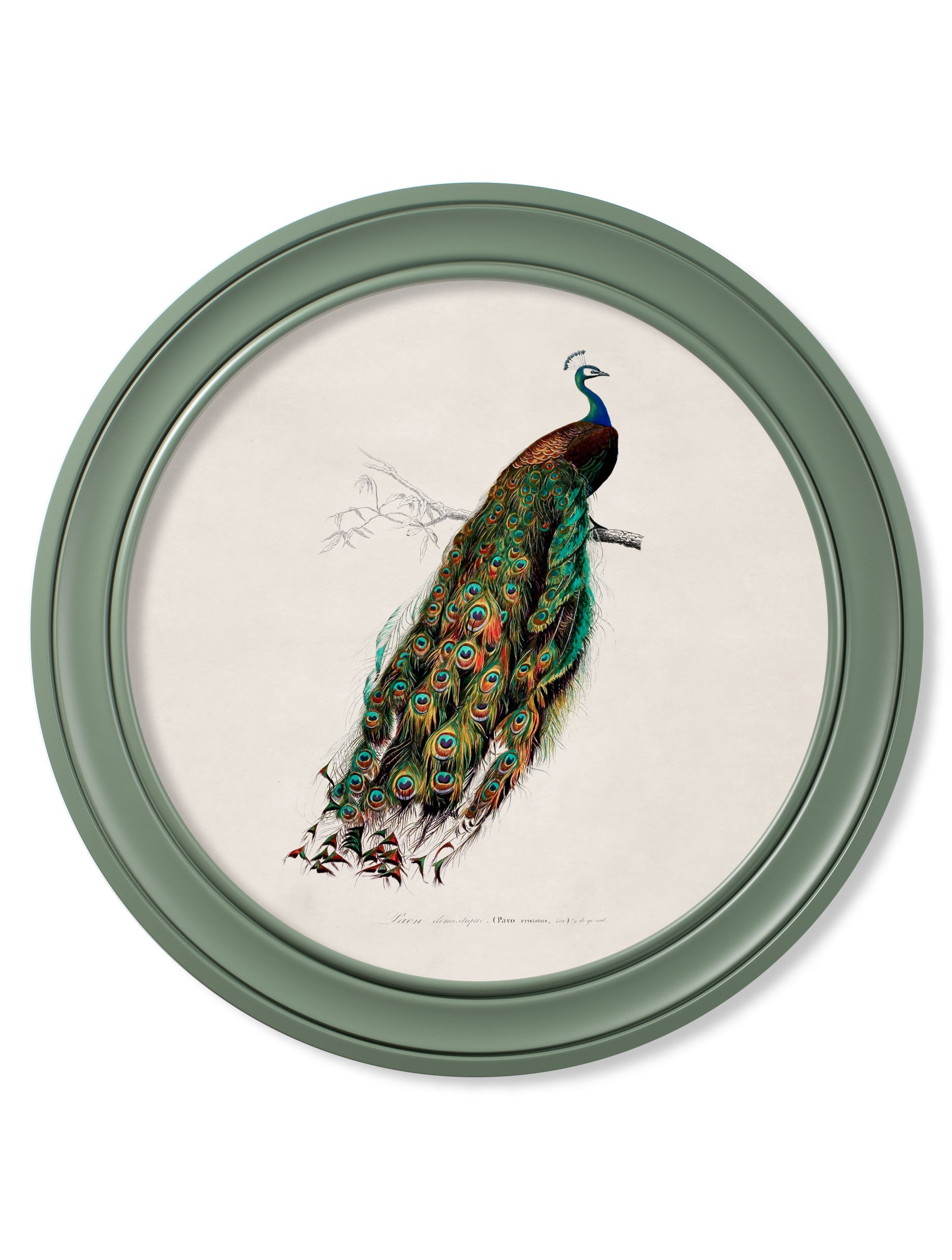 c.1800s Peacock in Green Round Frame Green in size 44 x 44 cm - glass-fronted framed wall art print with solid wood frame, perfect for statement wall decor