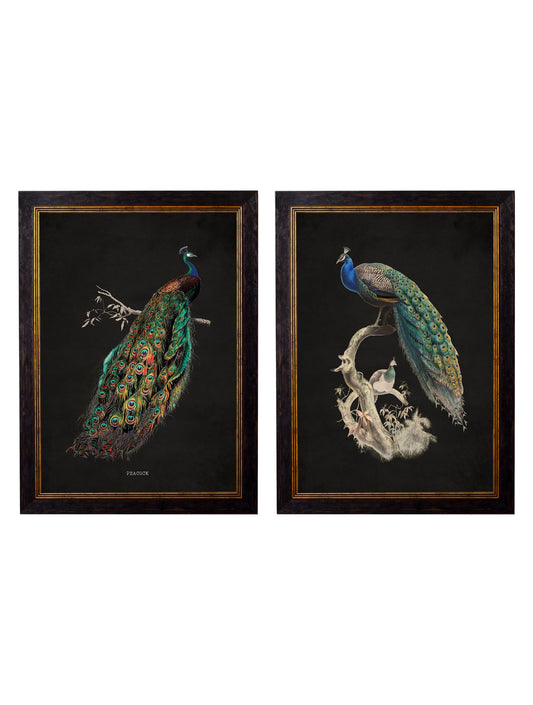 c.1847 Peacocks - Dark in size 38 x 50cm - glass-fronted framed wall art print with solid wood frame, perfect for luxury home decor