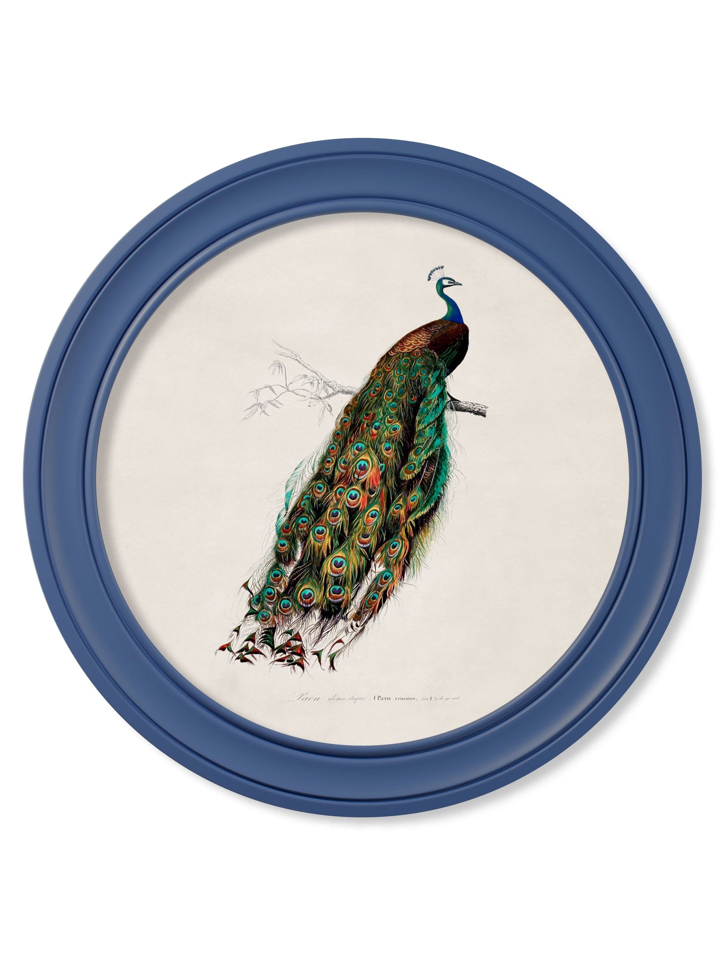 c 1847 peacocks in round frames light blue in size 44 x 44 cm - glass-fronted framed wall art print with solid wood frame, adds elegance to your decor
