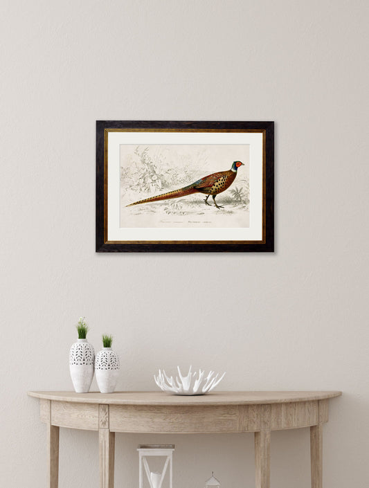 c.1850's Pheasant in size 38 x 50cm - glass-fronted framed wall art print with solid wood frame, designed for high-end interior design