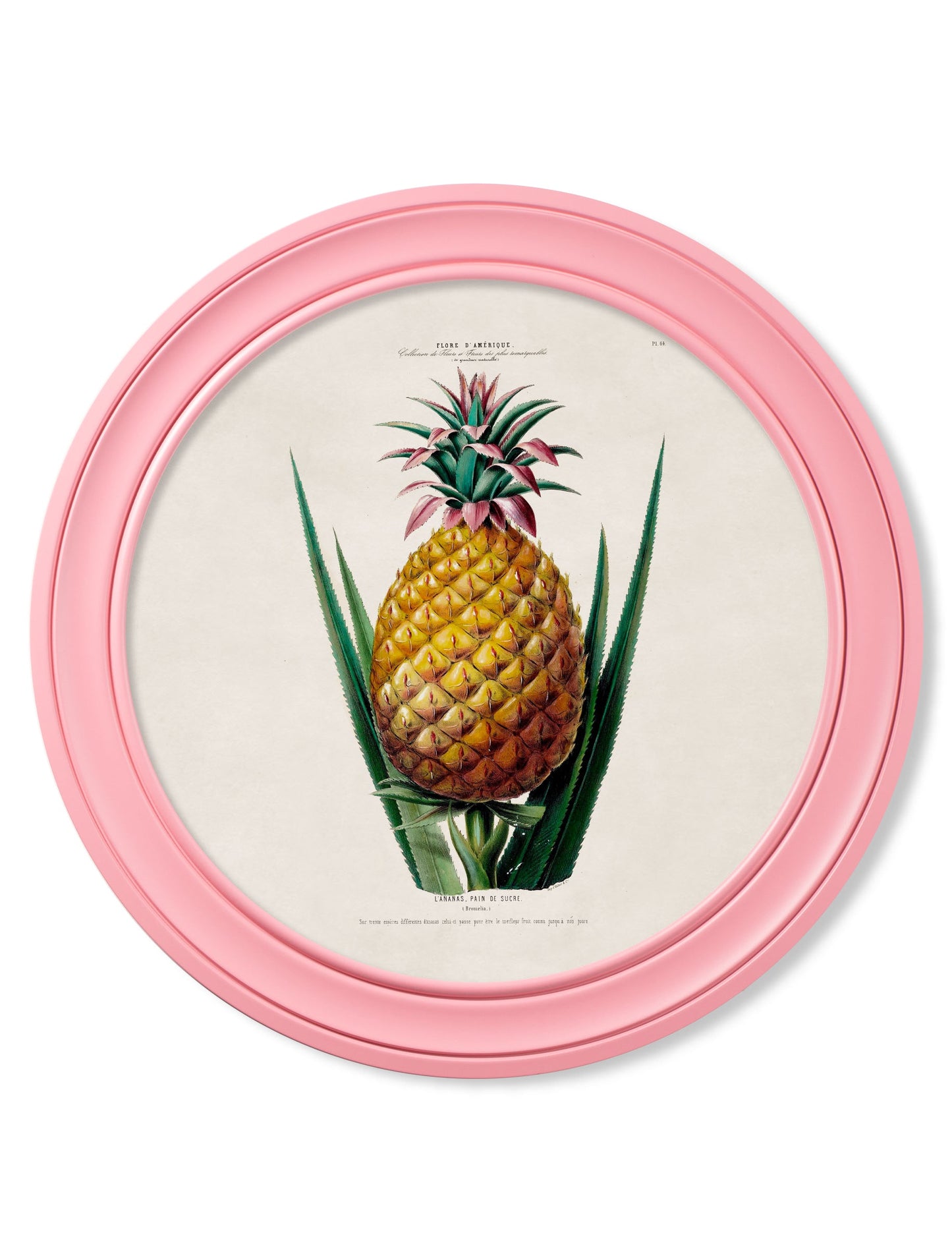 c.1843 Pineapple Plant - Round Frame Pink in size 44 x 44cm - glass-fronted framed wall art print with solid wood frame, adds elegance to your decor