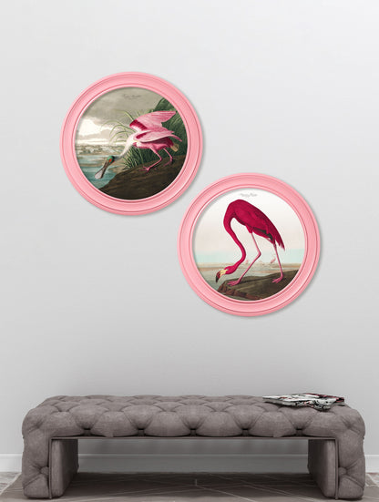 c 1838 audubons spoonbill in pink frame in size 70 x 70cm - glass-fronted framed wall art print with solid wood frame, adds elegance to your decor