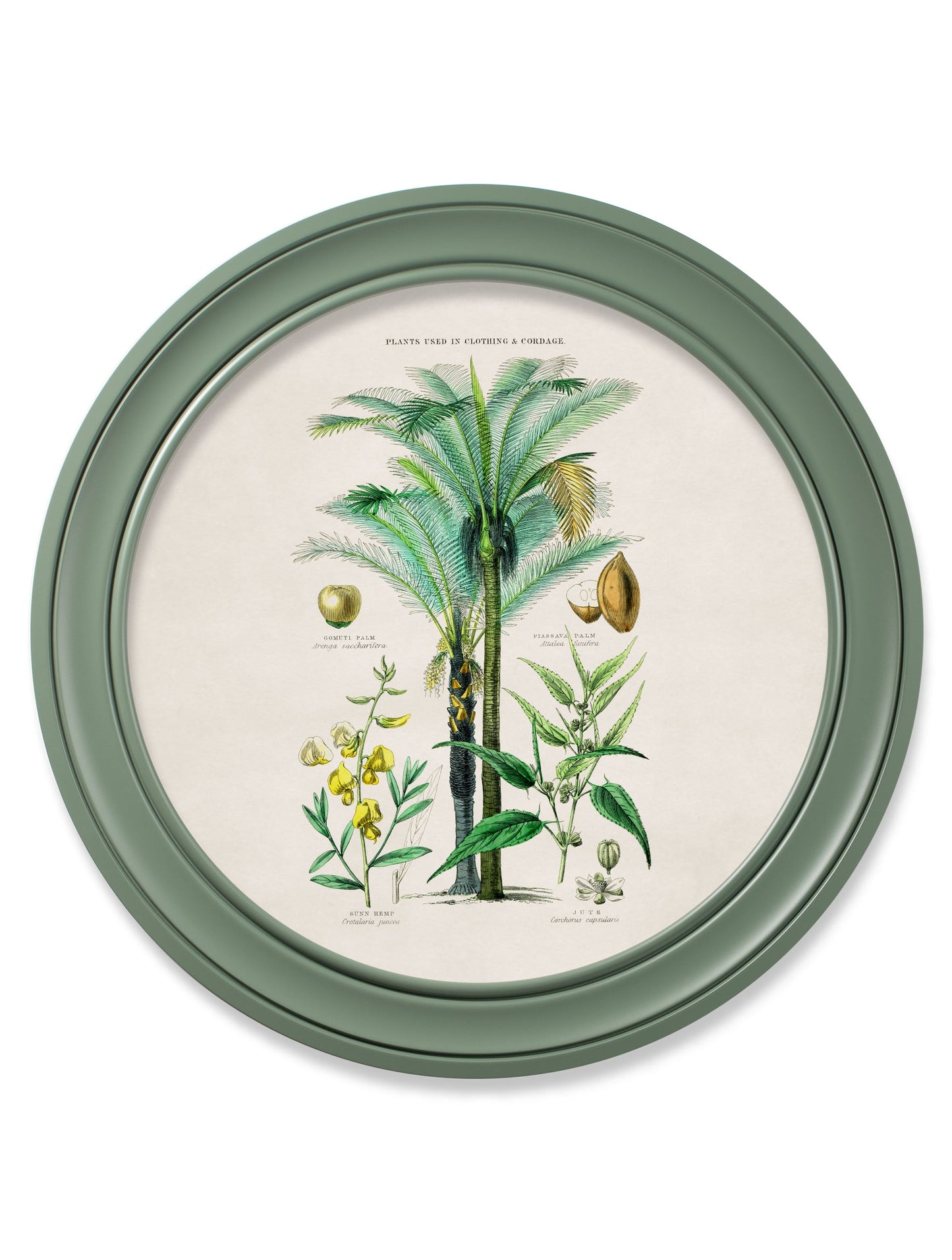 c 1877 tropical plants used as food and clothing round frame green in size 70 x 70cm - glass-fronted framed wall art print with solid wood frame, ideal for contemporary home styling