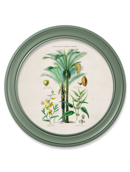 c 1877 tropical plants used as food and clothing round frame green in size 70 x 70cm - glass-fronted framed wall art print with solid wood frame, ideal for contemporary home styling