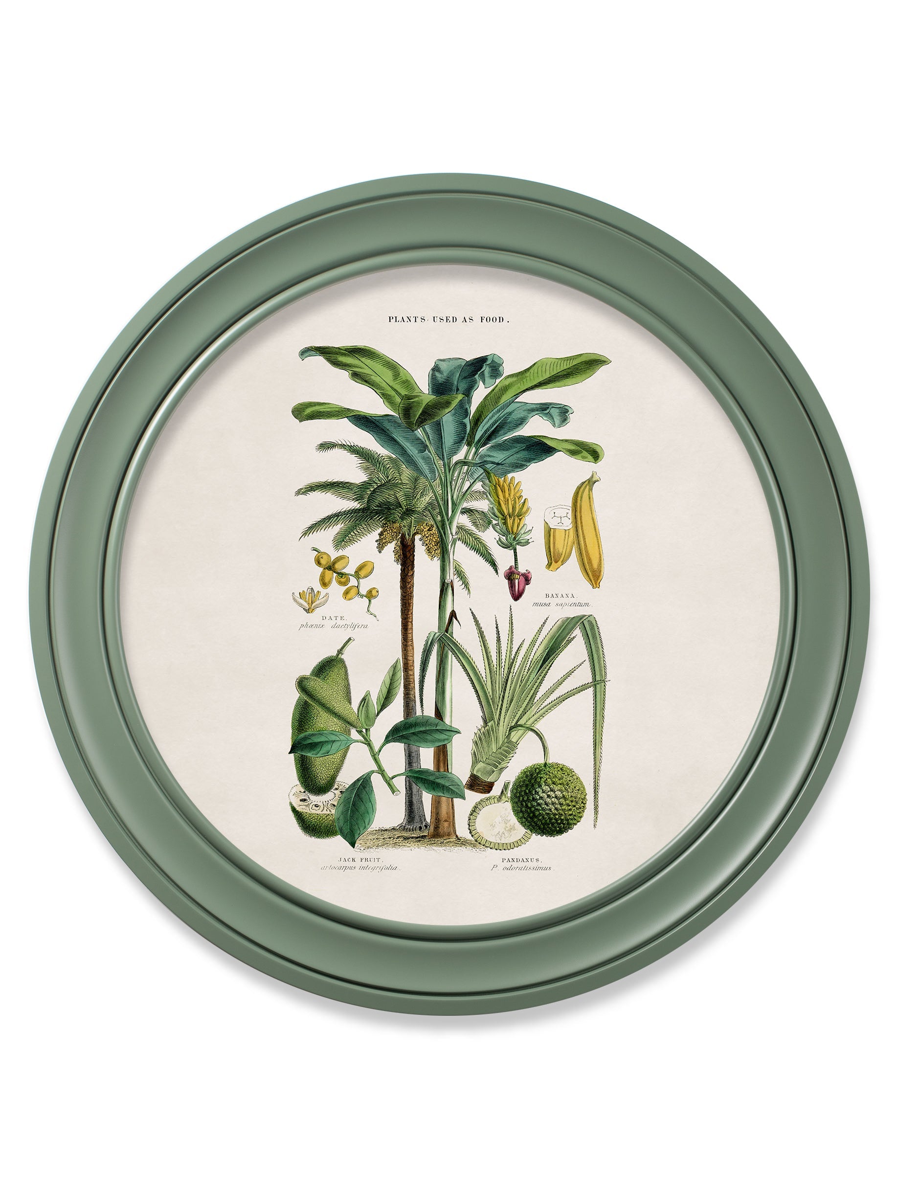 c 1877 tropical plants used as food and clothing round frame green in size 70 x 70cm - glass-fronted framed wall art print with solid wood frame, ideal for modern interiors