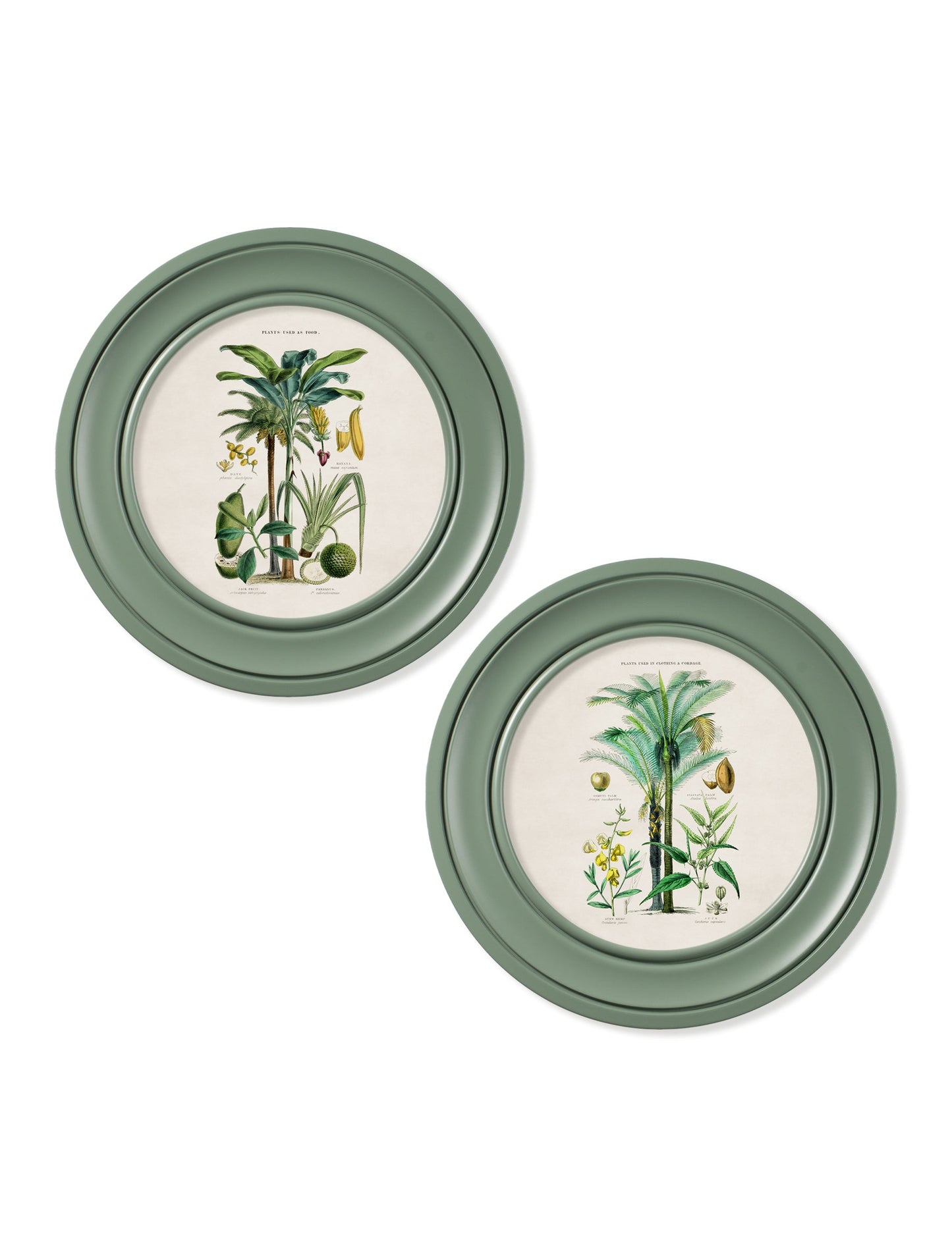 c 1877 tropical plants used as food and clothing round frame green in size 44 x 44cm - glass-fronted framed wall art print with solid wood frame, ideal for contemporary home styling